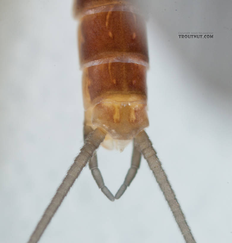 Male Cinygmula ramaleyi (Small Western Gordon Quill) Mayfly Dun from Nome Creek in Alaska