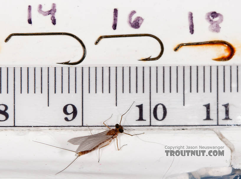 Male Cinygmula ramaleyi (Small Western Gordon Quill) Mayfly Dun from Nome Creek in Alaska