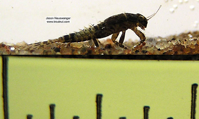 Ephemerella (Hendricksons, Sulphurs, PMDs) Mayfly Nymph from unknown in Wisconsin