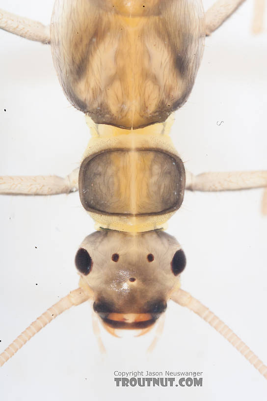 Suwallia (Sallflies) Stonefly Nymph from the Gulkana River in Alaska