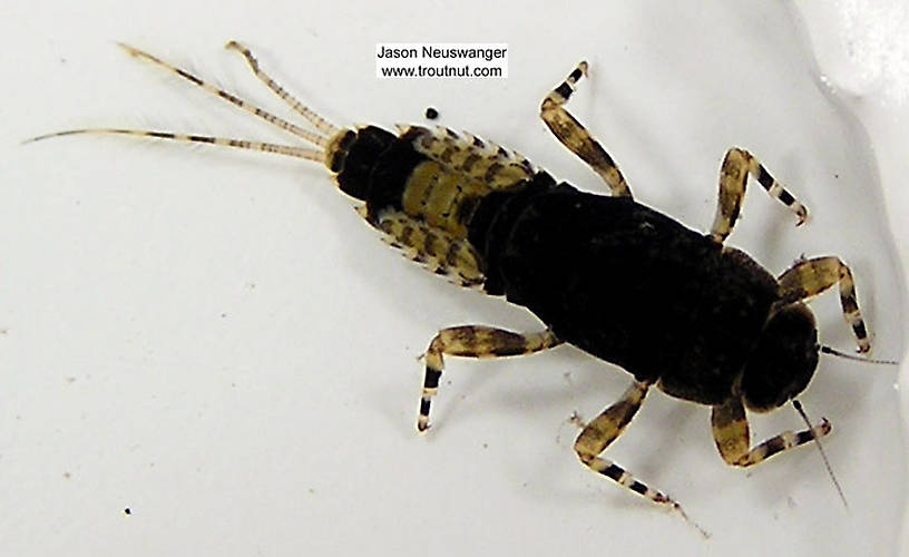 Ephemerella subvaria (Hendrickson) Mayfly Nymph from unknown in Wisconsin