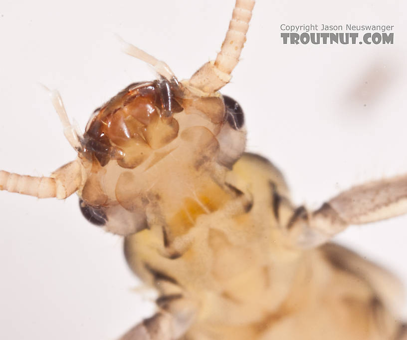 Suwallia (Sallflies) Stonefly Nymph from the Gulkana River in Alaska