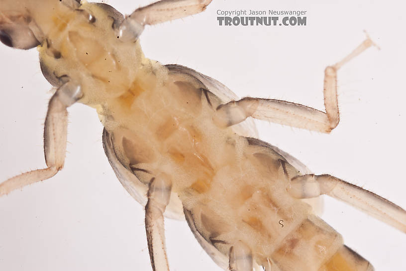 Suwallia (Sallflies) Stonefly Nymph from the Gulkana River in Alaska