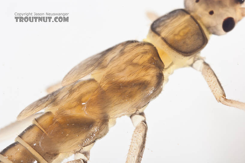 Suwallia (Sallflies) Stonefly Nymph from the Gulkana River in Alaska