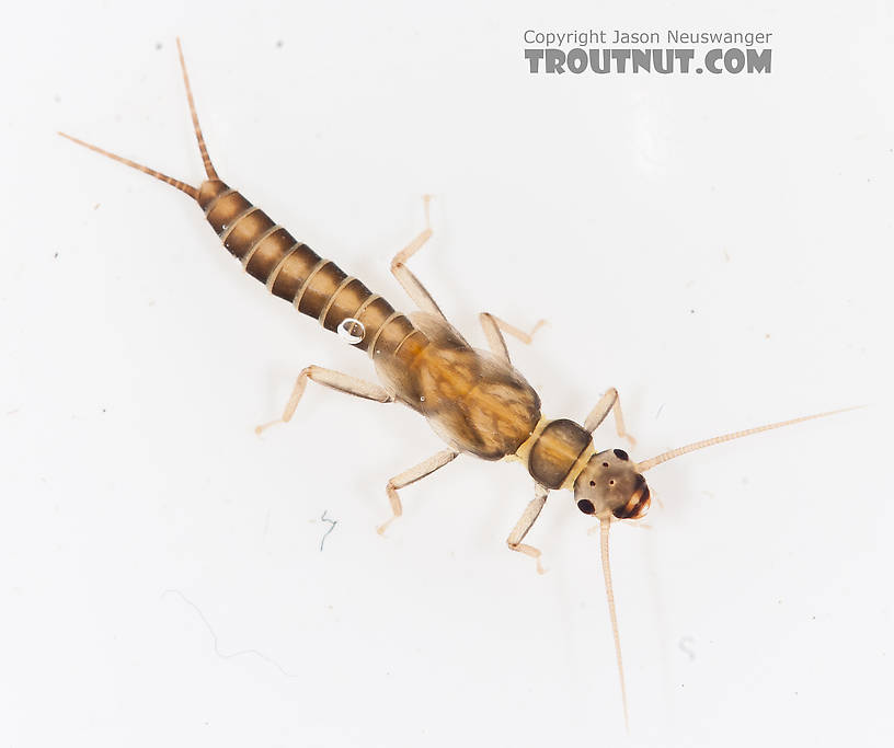 Suwallia (Sallflies) Stonefly Nymph from the Gulkana River in Alaska