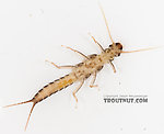 Suwallia (Sallflies) Stonefly Nymph