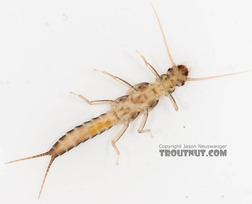 Suwallia (Sallflies) Stonefly Nymph from the Gulkana River in Alaska