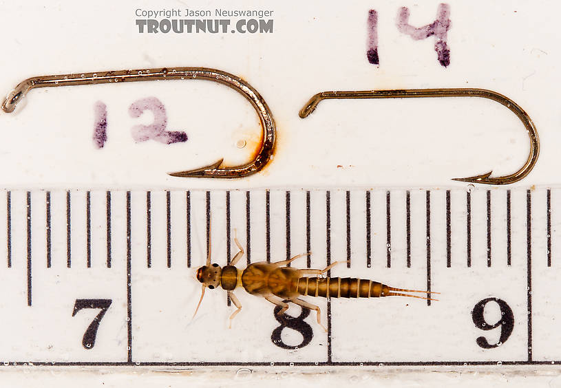 Suwallia (Sallflies) Stonefly Nymph from the Gulkana River in Alaska