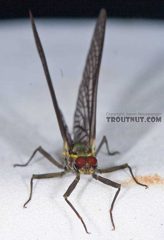 Male Drunella doddsii (Western Green Drake) Mayfly Dun from the Gulkana River in Alaska