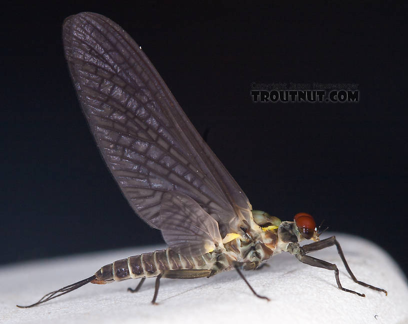 Male Drunella doddsii (Western Green Drake) Mayfly Dun from the Gulkana River in Alaska