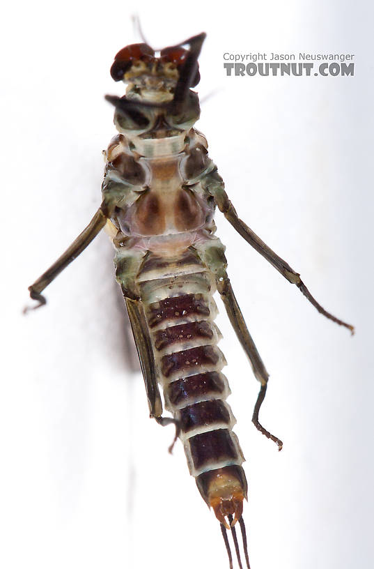 Male Drunella doddsii (Western Green Drake) Mayfly Dun from the Gulkana River in Alaska