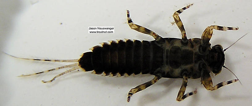 Ephemerella subvaria (Hendrickson) Mayfly Nymph from unknown in Wisconsin