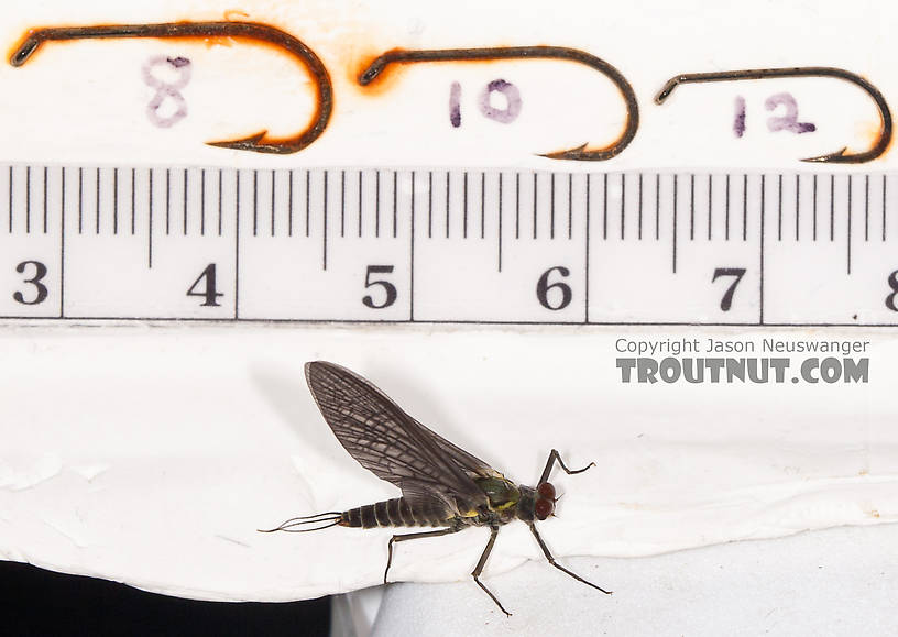 Male Drunella doddsii (Western Green Drake) Mayfly Dun from the Gulkana River in Alaska