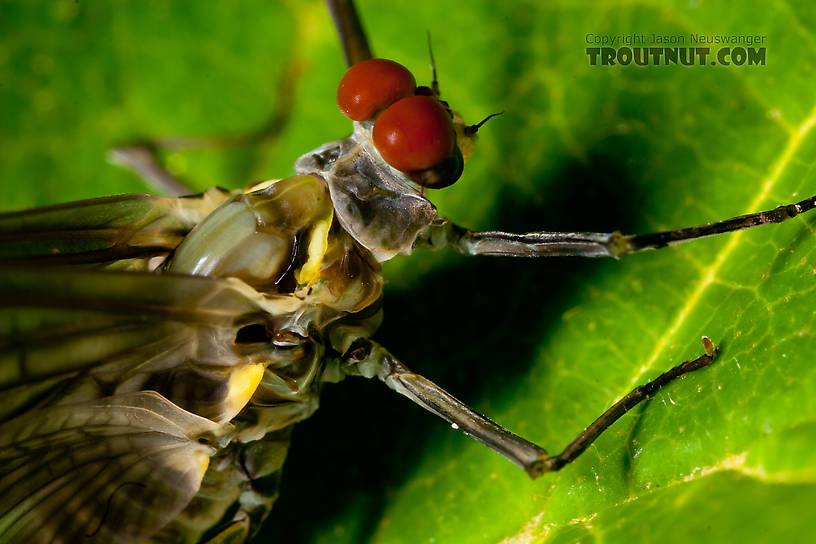 Male Drunella doddsii (Western Green Drake) Mayfly Dun from the Gulkana River in Alaska