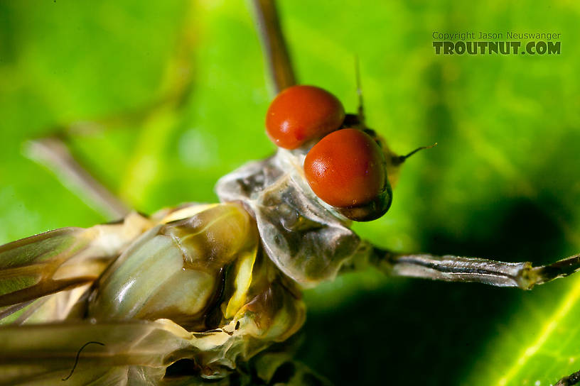 Male Drunella doddsii (Western Green Drake) Mayfly Dun from the Gulkana River in Alaska