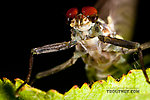 Male Drunella doddsii (Western Green Drake) Mayfly Dun