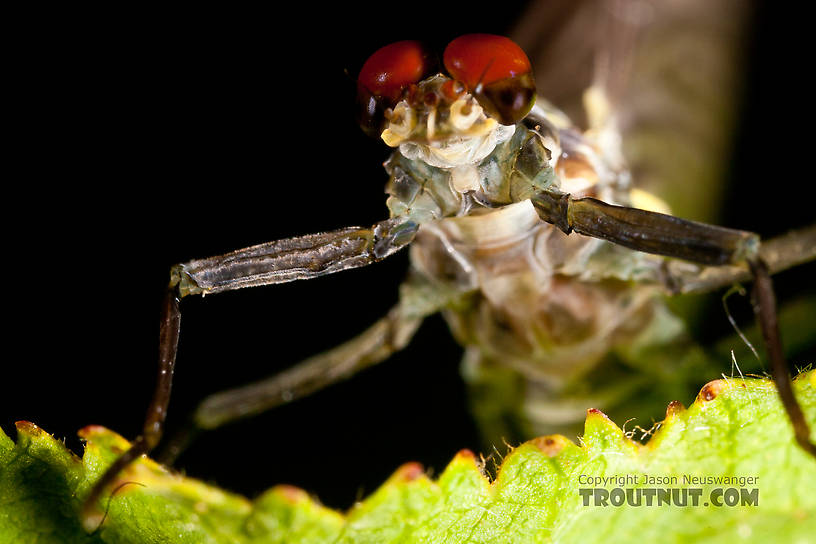 Male Drunella doddsii (Western Green Drake) Mayfly Dun from the Gulkana River in Alaska