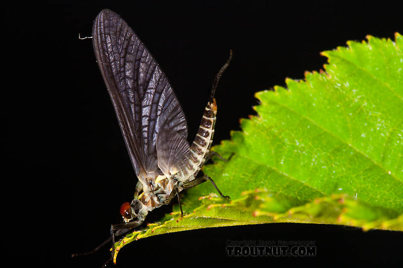 Male Drunella doddsii (Western Green Drake) Mayfly Dun from the Gulkana River in Alaska