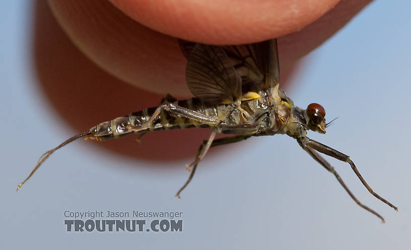 Male Drunella doddsii (Western Green Drake) Mayfly Dun from the Gulkana River in Alaska