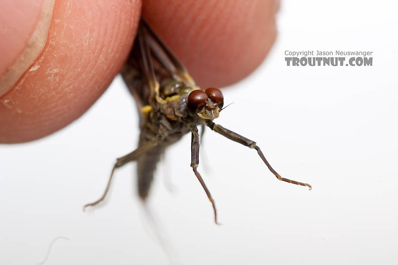 An on-stream picture.  Male Drunella doddsii (Western Green Drake) Mayfly Dun from the Gulkana River in Alaska