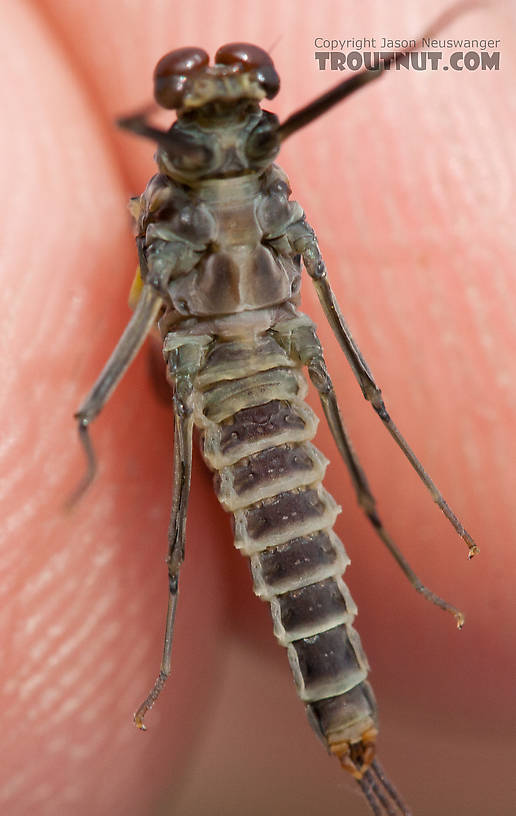 I took this picture a few minutes after collecting this dun on the stream, to see if the color would be the same as when I photographed him hours later at home.  Male Drunella doddsii (Western Green Drake) Mayfly Dun from the Gulkana River in Alaska