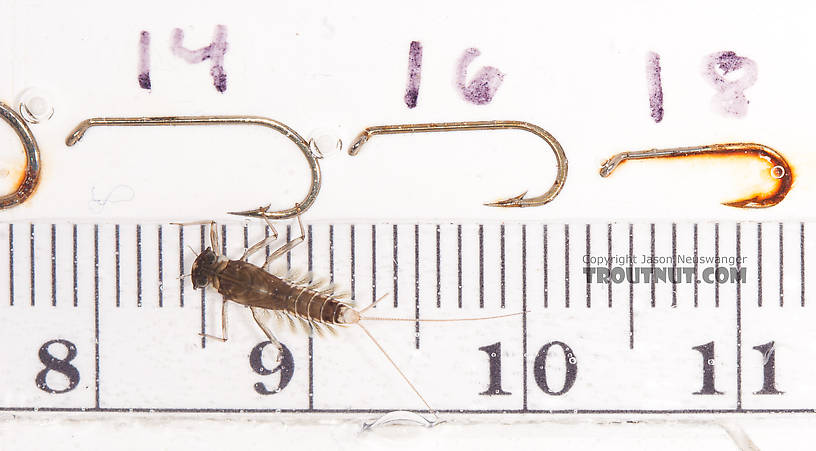 Cinygmula (Dark Red Quills) Mayfly Nymph from the Gulkana River in Alaska