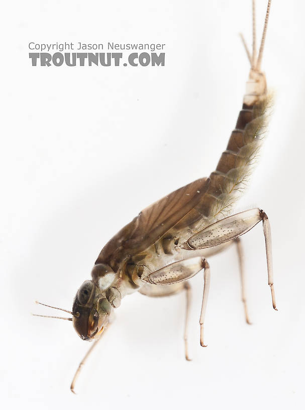 Cinygmula (Dark Red Quills) Mayfly Nymph from the Gulkana River in Alaska