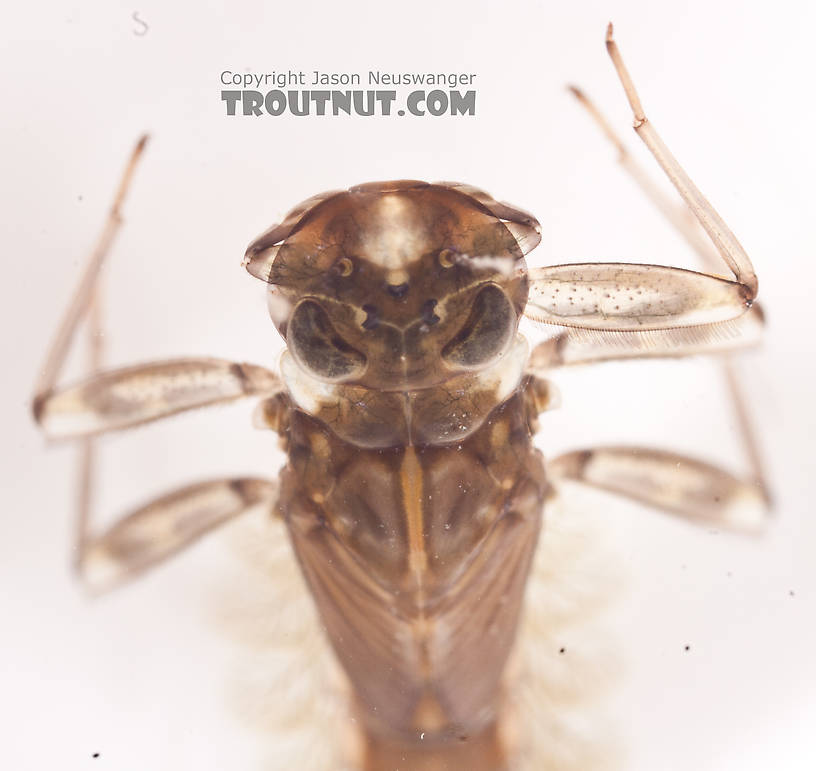 Cinygmula (Dark Red Quills) Mayfly Nymph from the Gulkana River in Alaska