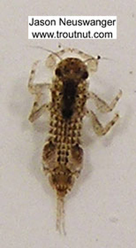 Eurylophella (Chocolate Duns) Mayfly Nymph from unknown in Wisconsin