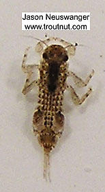 Eurylophella (Chocolate Duns) Mayfly Nymph