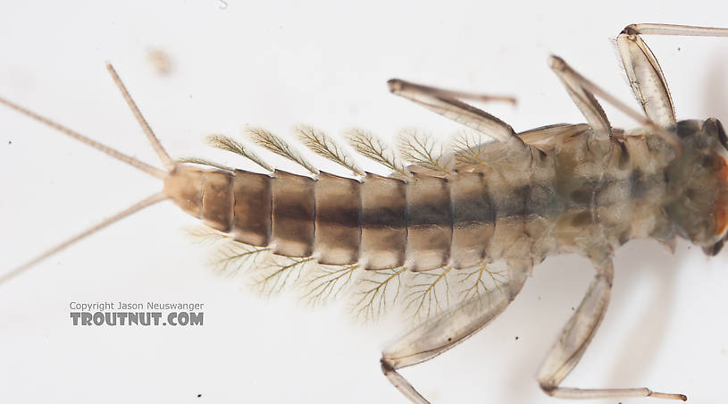 Cinygmula (Dark Red Quills) Mayfly Nymph from the Gulkana River in Alaska