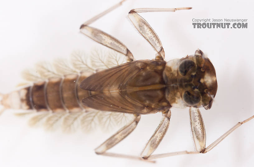 Cinygmula (Dark Red Quills) Mayfly Nymph from the Gulkana River in Alaska