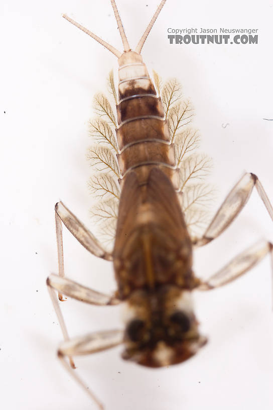 Cinygmula (Dark Red Quills) Mayfly Nymph from the Gulkana River in Alaska