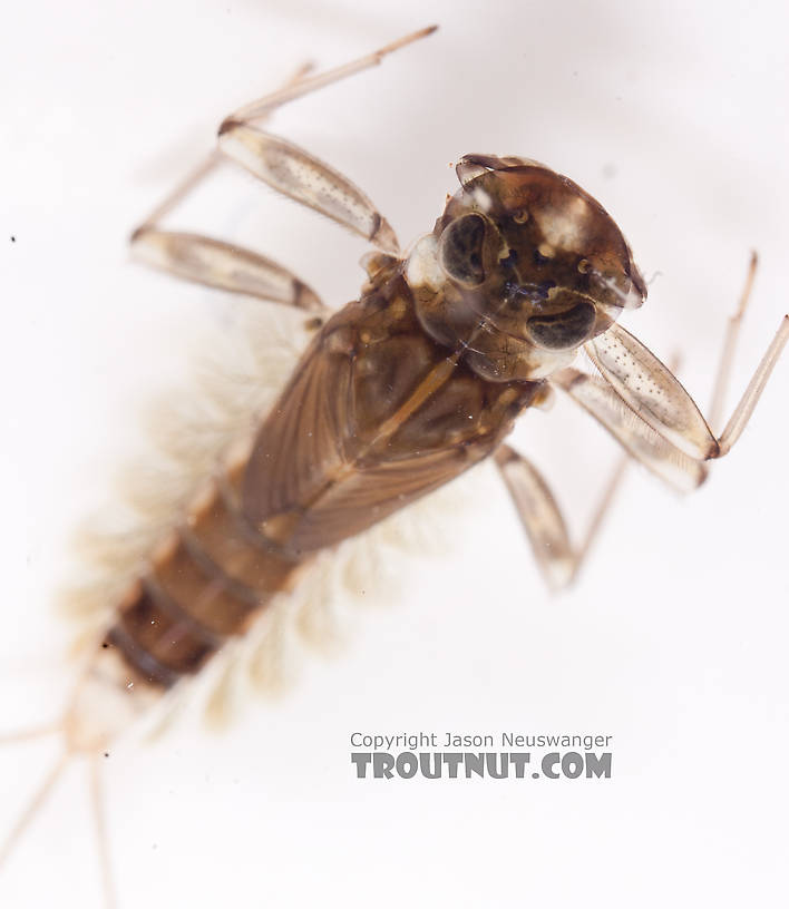 Cinygmula (Dark Red Quills) Mayfly Nymph from the Gulkana River in Alaska