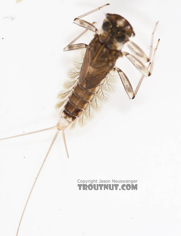 Cinygmula (Dark Red Quills) Mayfly Nymph from the Gulkana River in Alaska