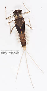 Cinygmula (Dark Red Quills) Mayfly Nymph