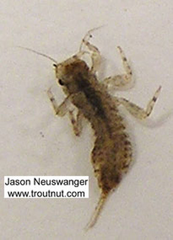 Eurylophella (Chocolate Duns) Mayfly Nymph from unknown in Wisconsin