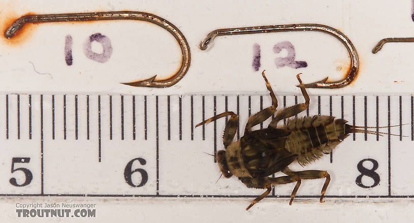 Drunella doddsii (Western Green Drake) Mayfly Nymph from the Gulkana River in Alaska