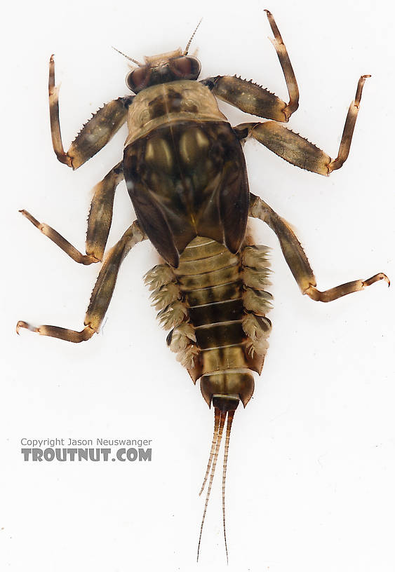 Drunella doddsii (Western Green Drake) Mayfly Nymph from the Gulkana River in Alaska