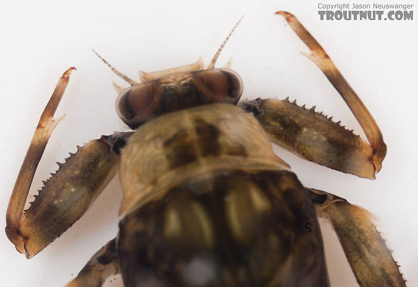 Drunella doddsii (Western Green Drake) Mayfly Nymph from the Gulkana River in Alaska