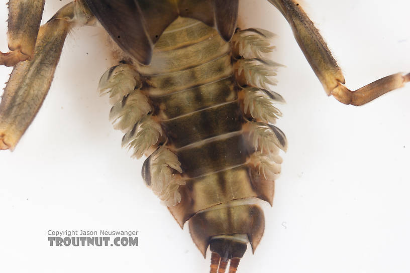 Drunella doddsii (Western Green Drake) Mayfly Nymph from the Gulkana River in Alaska