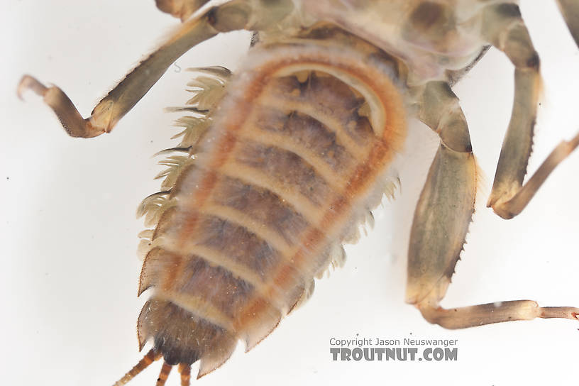 Drunella doddsii (Western Green Drake) Mayfly Nymph from the Gulkana River in Alaska