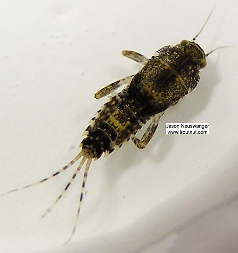 Ephemerella invaria (Sulphur Dun) Mayfly Nymph from unknown in Wisconsin