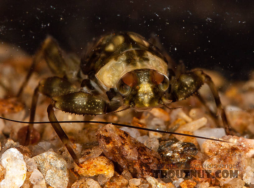 Drunella doddsii (Western Green Drake) Mayfly Nymph from the Gulkana River in Alaska