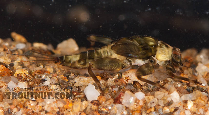 Drunella doddsii (Western Green Drake) Mayfly Nymph from the Gulkana River in Alaska