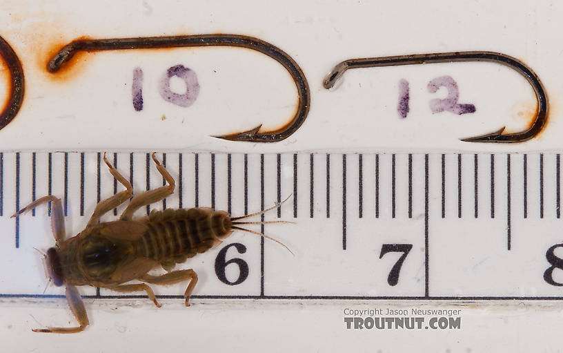 Drunella doddsii (Western Green Drake) Mayfly Nymph from the Gulkana River in Alaska