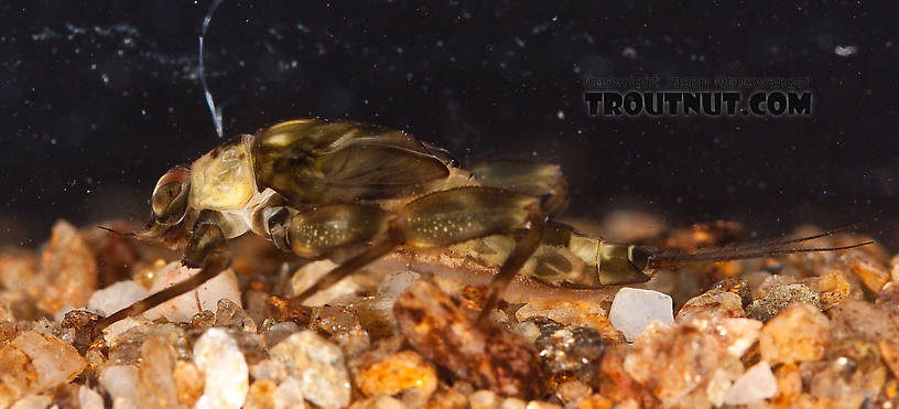 Drunella doddsii (Western Green Drake) Mayfly Nymph from the Gulkana River in Alaska