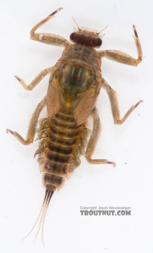 Drunella doddsii (Western Green Drake) Mayfly Nymph from the Gulkana River in Alaska