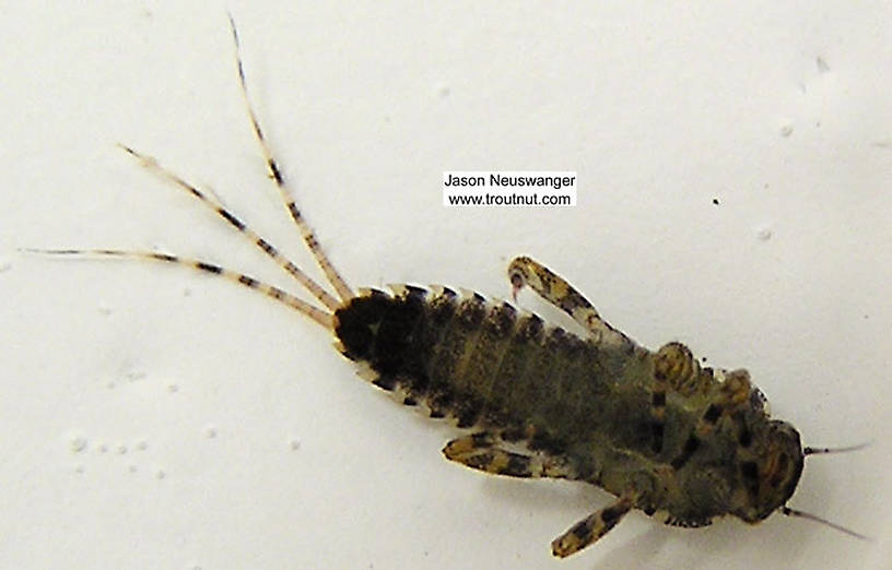 Ephemerella invaria (Sulphur Dun) Mayfly Nymph from unknown in Wisconsin