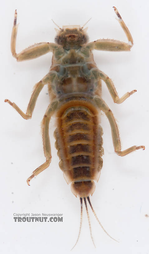 Drunella doddsii (Western Green Drake) Mayfly Nymph from the Gulkana River in Alaska